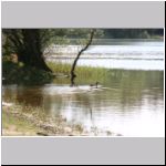Alopochen aegyptiacus - Nilgans 03 Sundermannsee.jpg